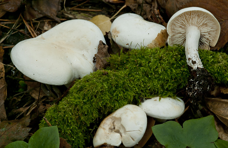 Tricholoma stiparophyllum